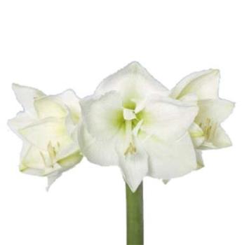 Vollsortiment - Amaryllis (ga) MONT BLANC